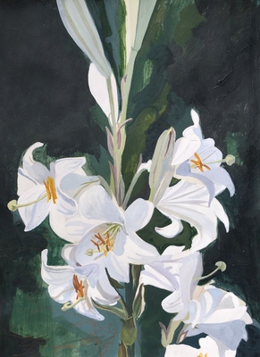 Lillies